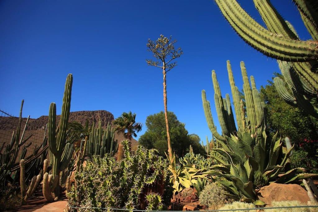 Green Oasis Maspalomas Garden 11 المظهر الخارجي الصورة
